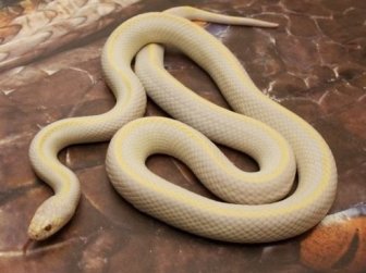 Ejemplar-albino-lineal-de-culebra.jpg