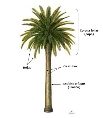 palmera.jpg