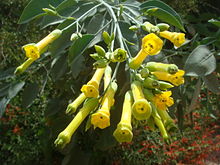 Nicotiana-glauca.JPG