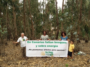 Plantacion eucalipto GC.JPG