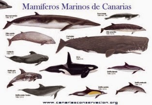 cetaceos avistamiento.jpg